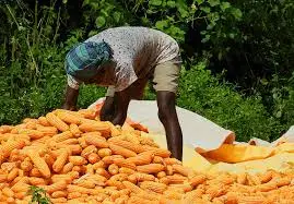 Свежая кукуруза