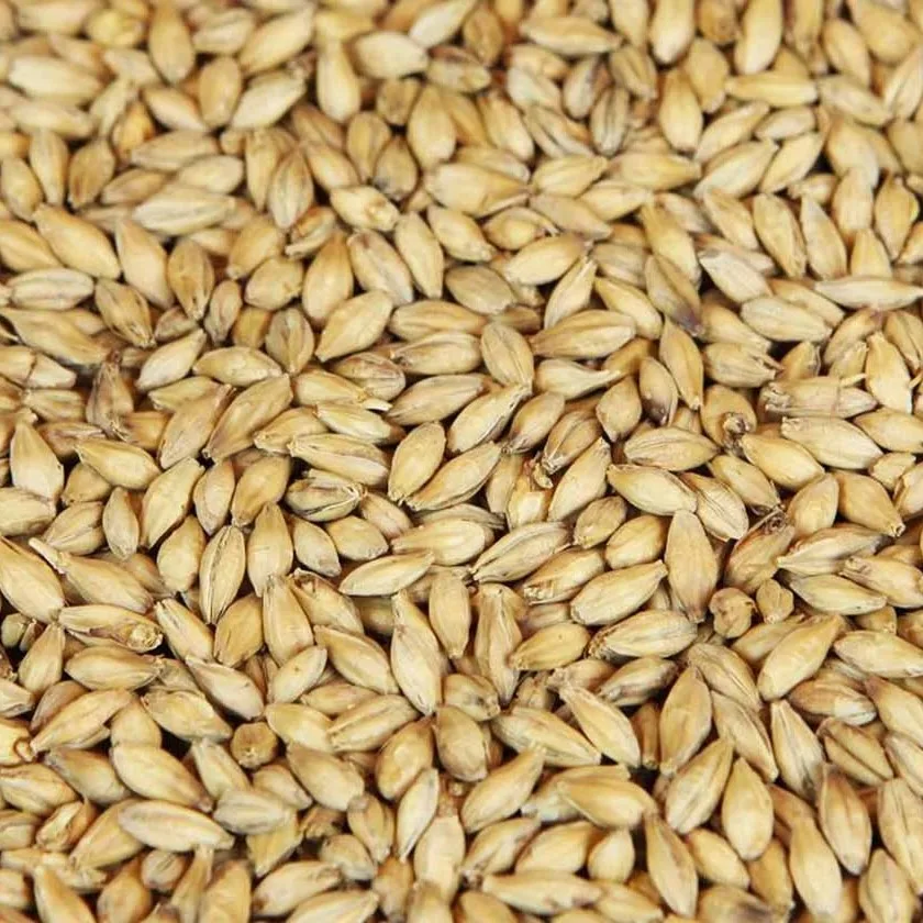 Barley Grains Premium Barley Seeds/Animal feed barley/bulk barley grains