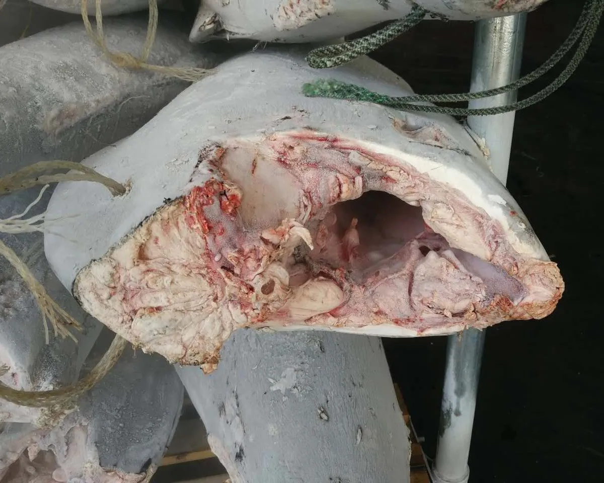 Замороженный черный и красный Marlin HGT, хорошее качество для рынка