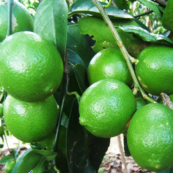 
export lemon of vietnam is sold with good price, sour and seedless season 2020 