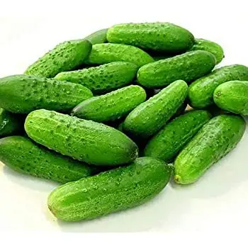 Manufacturing Reputable and Quality Company Wholesale Fresh And Juicy Young Cucumber Products