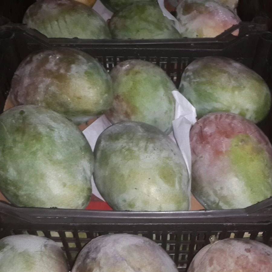 Egyptian Unique MANGO Fruit