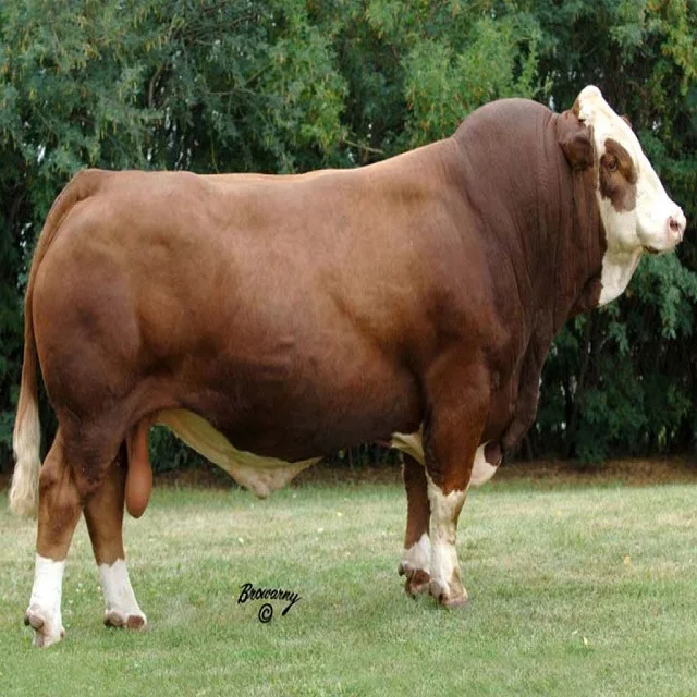 Norwegian red cattle