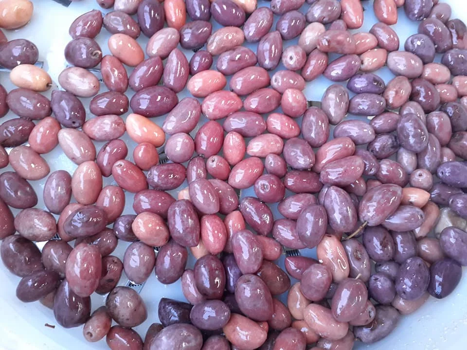 Каламата черные греческие