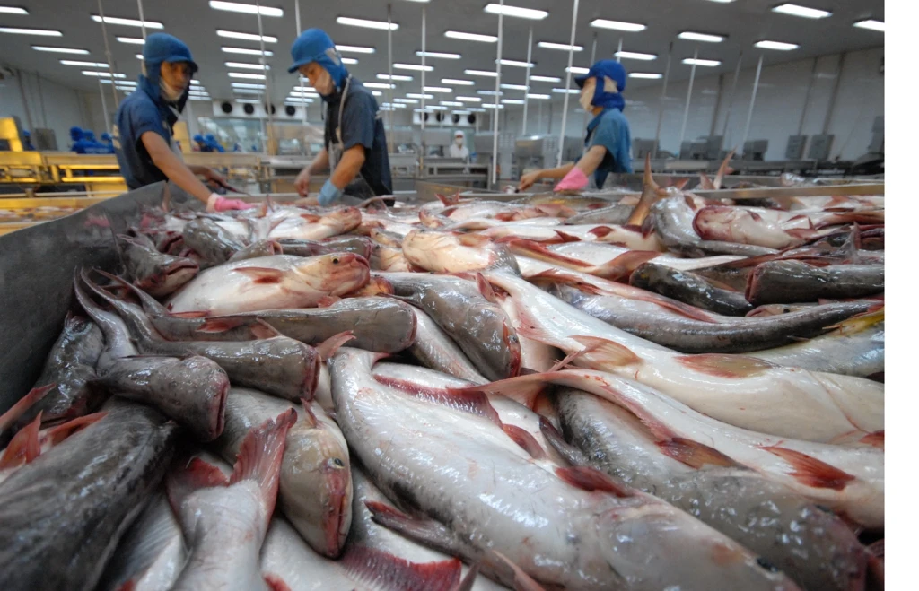 Вьетнамская Высококачественная замороженная рыба Баса (PANGASIUS) Замороженная филе