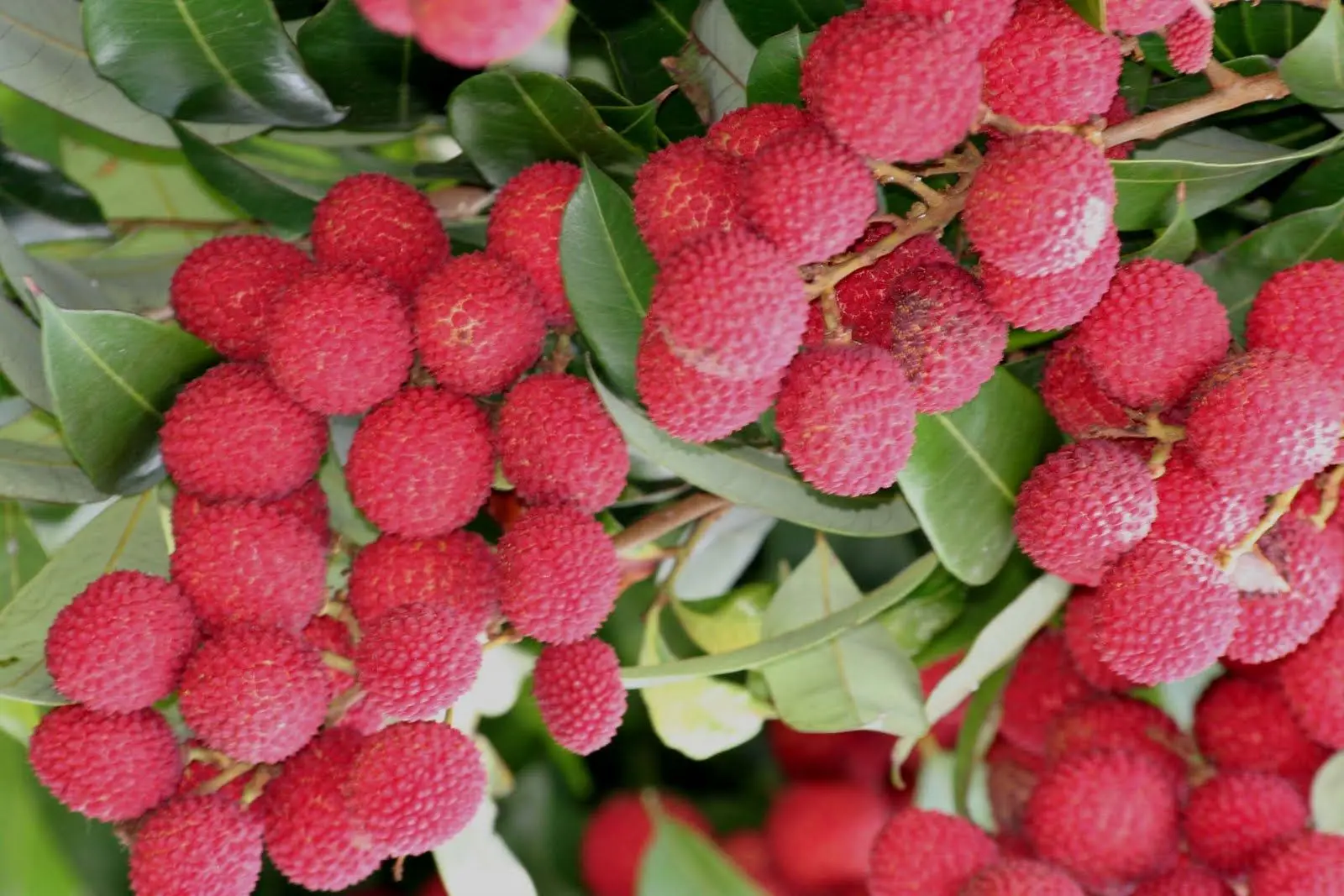 Fresh Lychee/Litchi From Vietnam