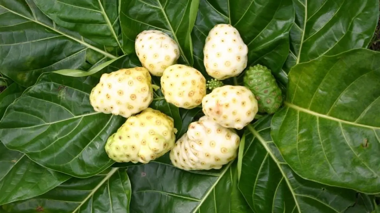 Noni Powder (Mekong Herbals)