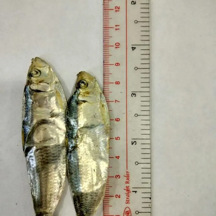 PACKED HERRING DRIED FISHES VIET DELTA / Vivian Ha +84 33 88 20 462