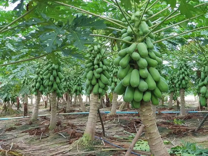 
Best seller Fresh Papaya Premium grade from Thailand by SP Organic International 