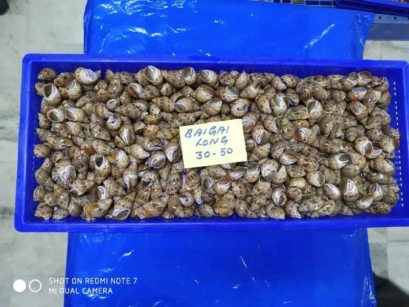  Top quality baigai long tail from India topshell good