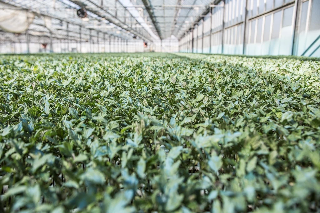 Top Quality Italian Cherry Tomato Puree in glass 420g