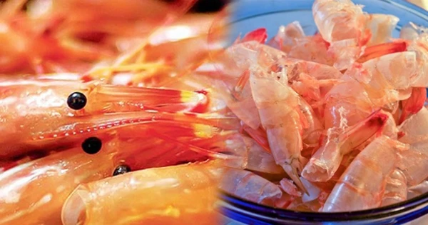 Самый продаваемый порошок ракушки креветки с высоким содержанием белка для кормления животных из Вьетнама/Porter + 0084896612931