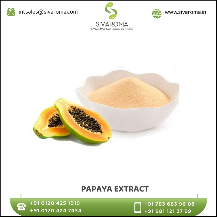 100% Pure Organic Papaya Leaf Powder Quality Assure Herbal Extract Indian Papita Patta Power ( Papaya Leaf Extract Powder )