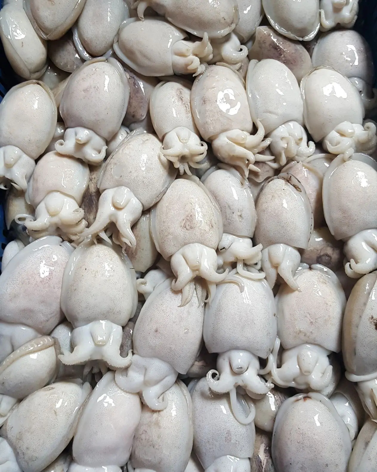 HIGH QUALITY - BABY CUTTLEFISH