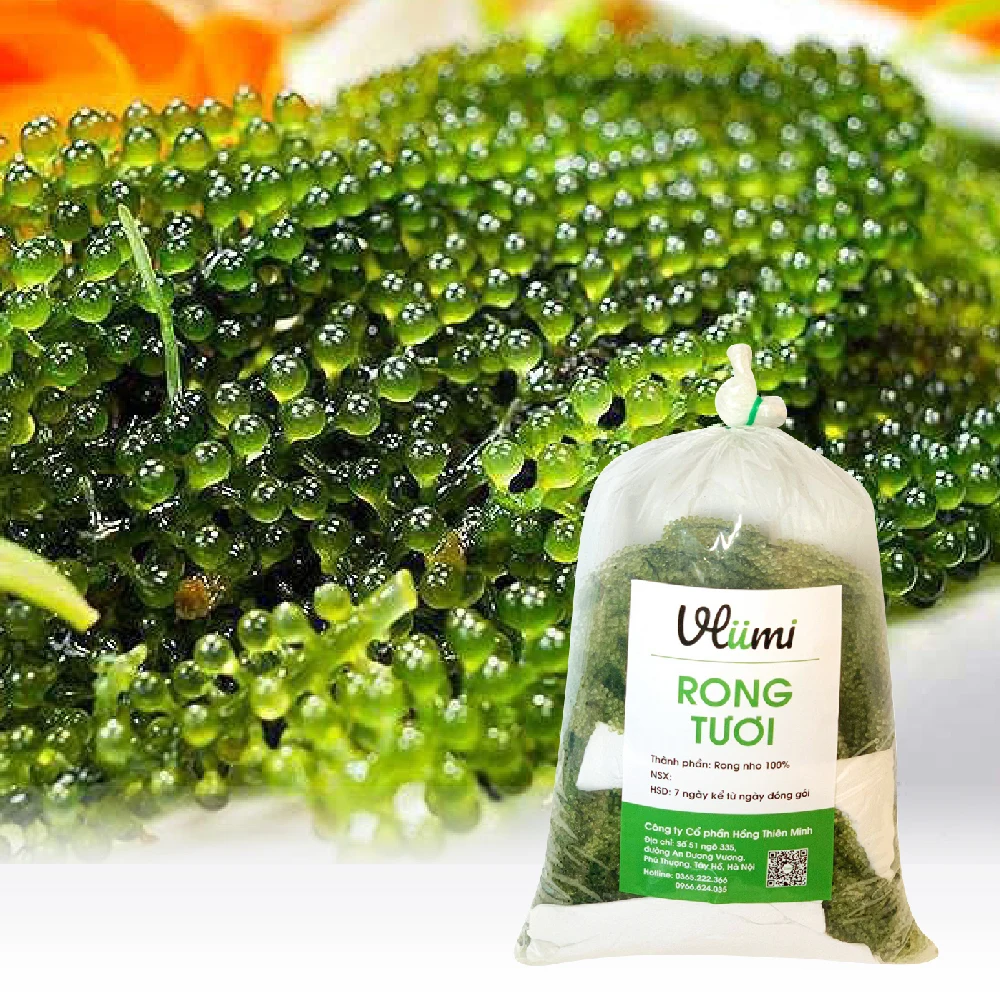 
VLUMI Vegan Friendly Food Seeweed Fresh Sea Grapes From Vietnam 