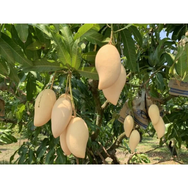 Fresh mangos Sweet Taste (Namdokmai mango) - Thailand origin premium grade100% High Quality Fresh Fruit