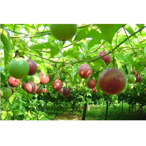 
Hot selling Organic VIETGAP Certification 4- 6 pcs Per Kg Fresh Passion Fruit 