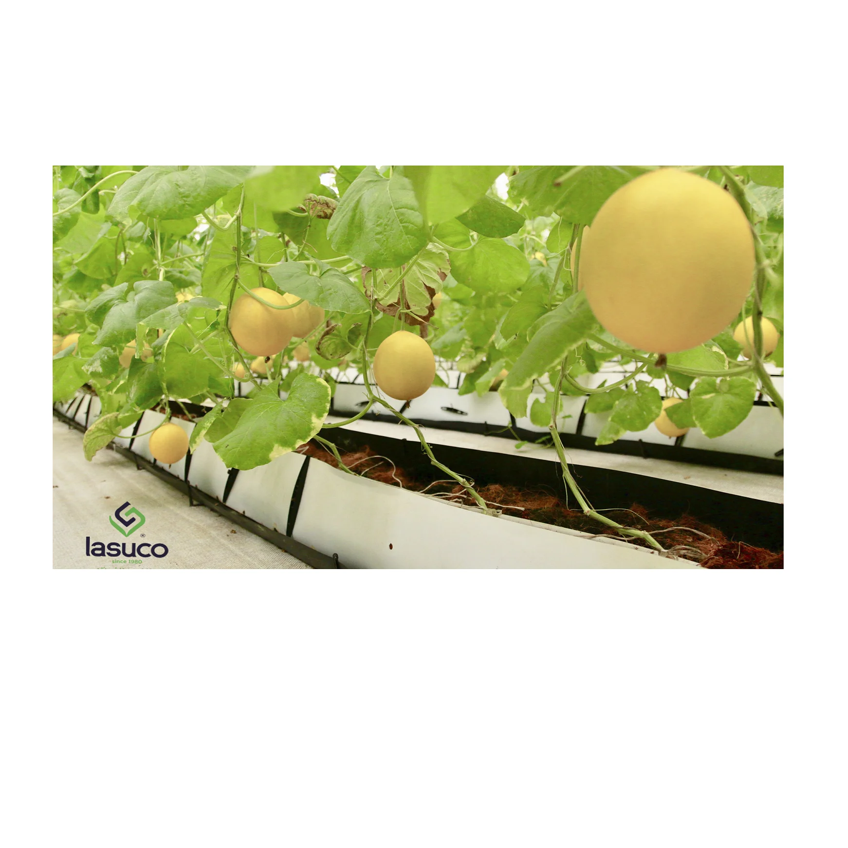 
Золотая дыня-свежий желтый дыни из Вьетнама (lasuco) 1 ~ 1,5 кг/фруктов 