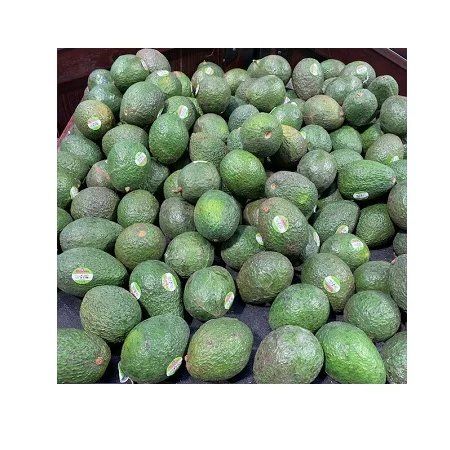 High Quality AVOCADO Hass Avocado, Fuerte Avocado