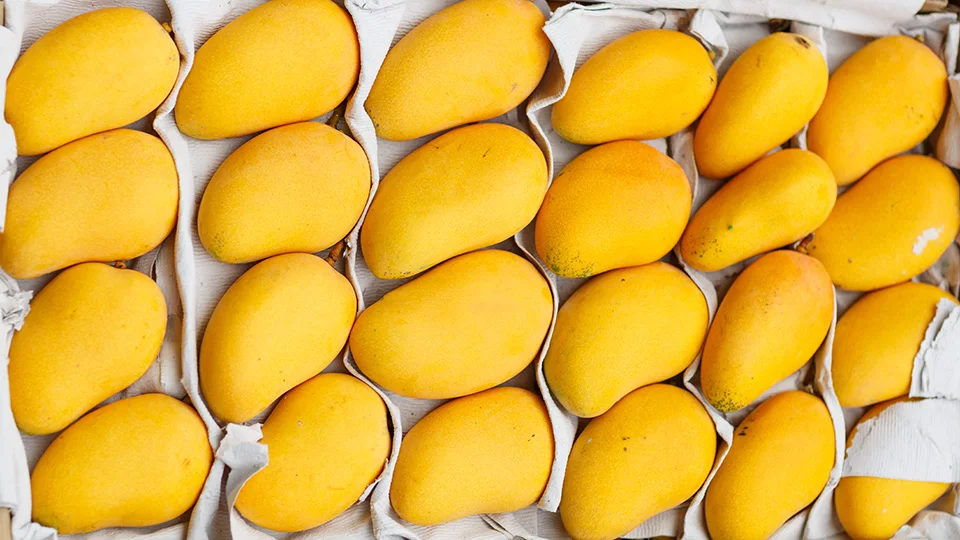 Mango Sindhri, Fresh Mango from Pakistan ( Special Export Quality)