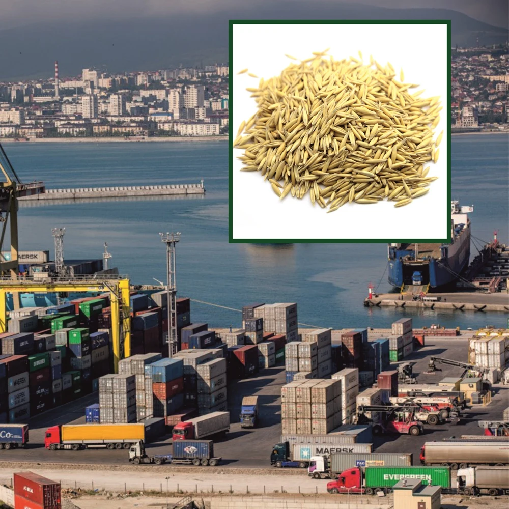 Great quality oats  25/50 kg bags or in bulk, product of Russia