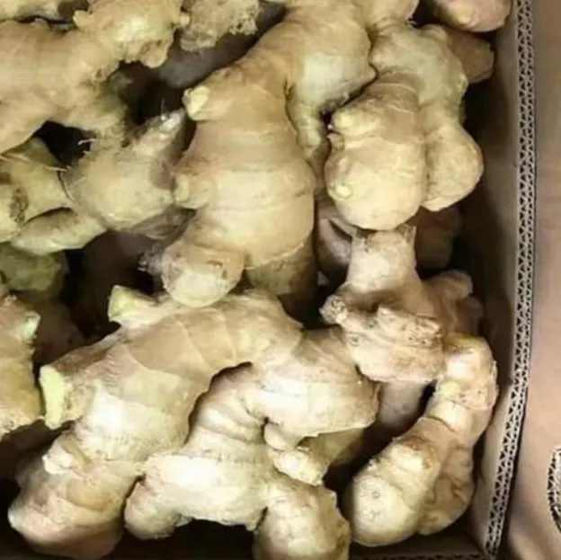  Пряный Вьетнам высокое качество-свежий имбирь по хорошей цене Урожай 2021