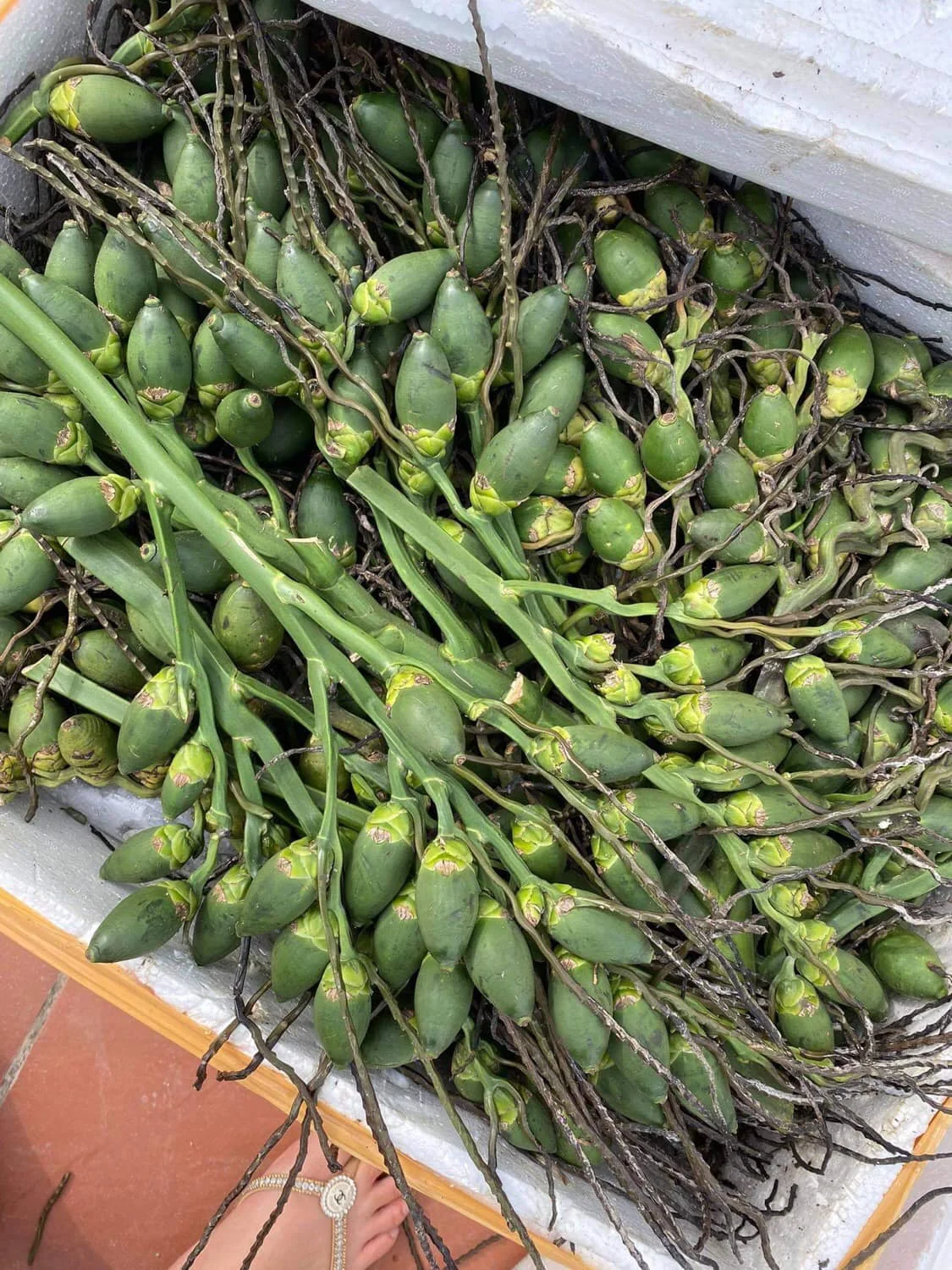 2021 High Quality Made In Vietnam Cheap Price Areca Nuts/ Areca Berries/ Betel Nuts - VI HUYNH +84 911 695 402