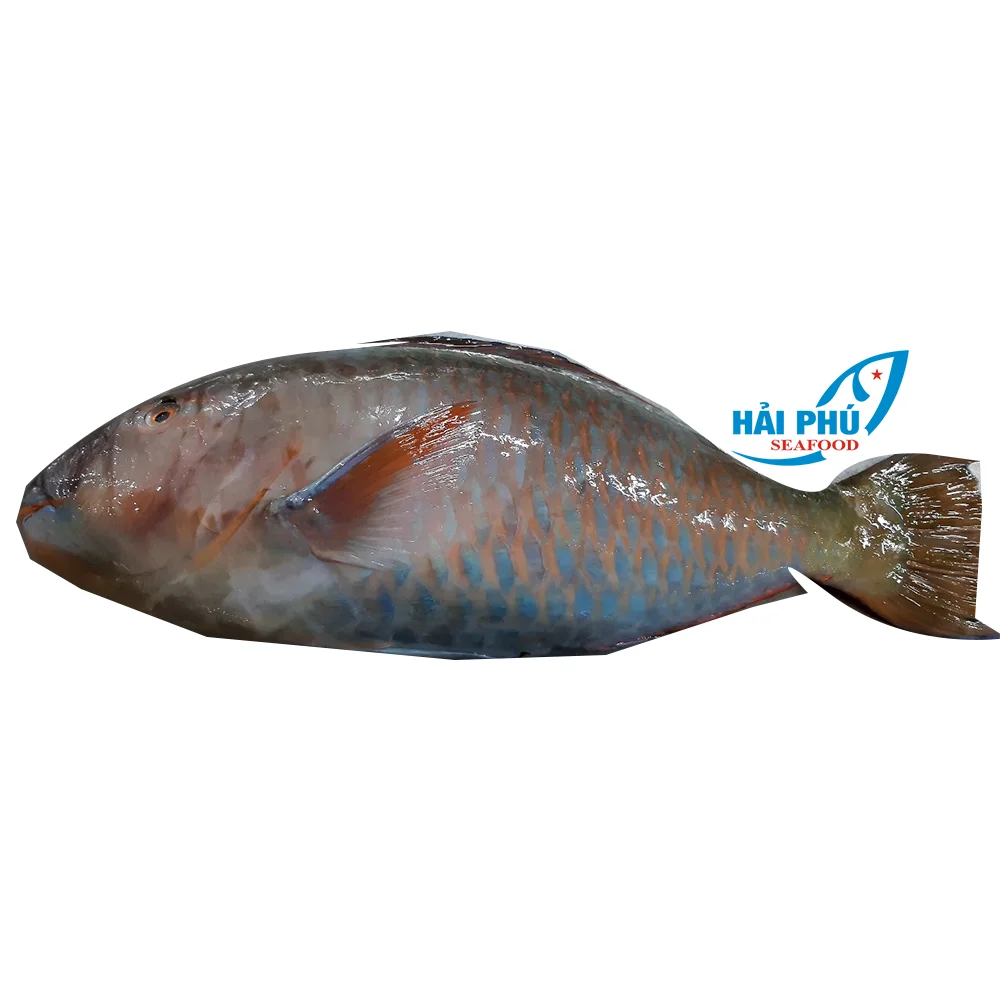 
 Замороженный попугай рыба безголовая высокое качество, хит продаж VN  