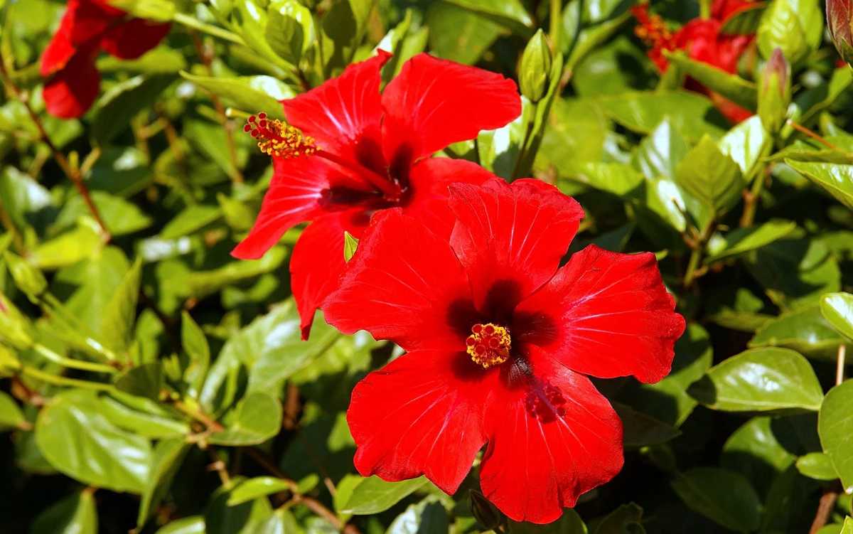Hibiscus Powder