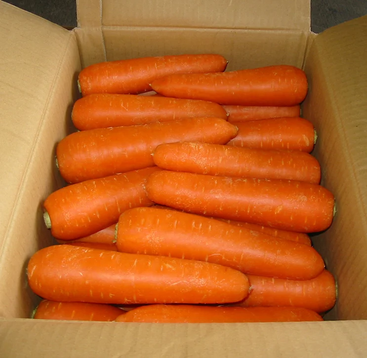Большой поставщик новейшего урожая высококачественной замороженной органической моркови свежей по лучшей цене + 84-902803631