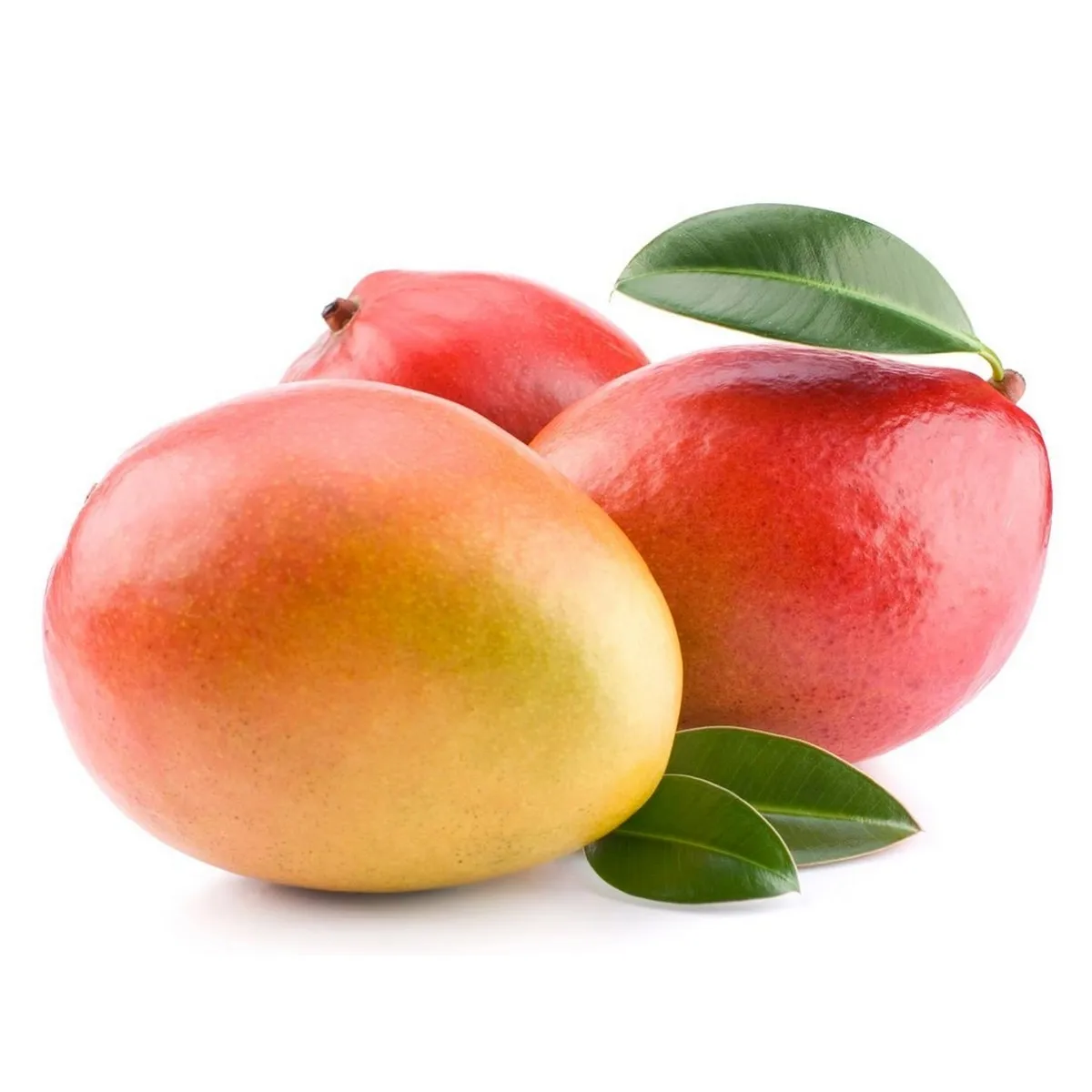 100% Flavor mango from Egypt--Low Price
