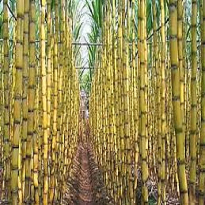 Vietnamese fresh sugar cane (saccharum officinarum) best price