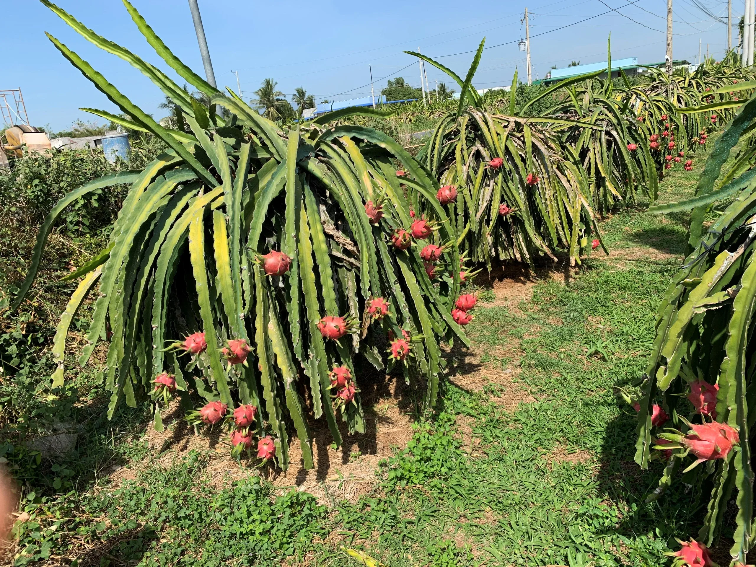 Вьетнамский фрукт дракона-100% Свежий дракона-высокое качество