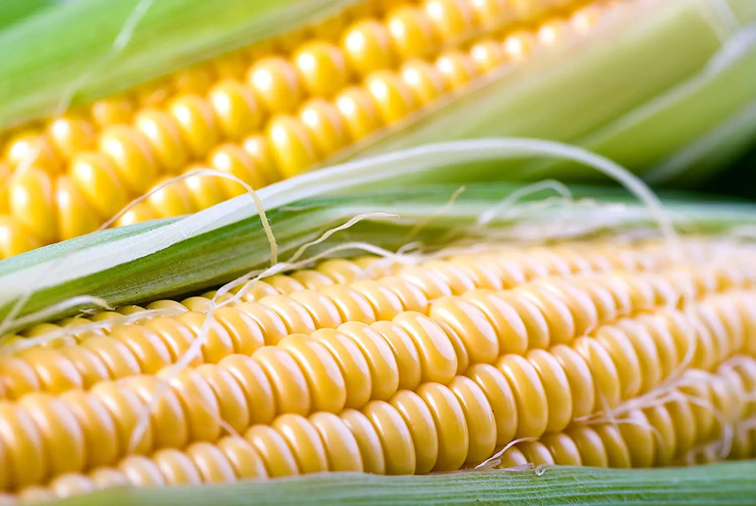 Best quality Yellow and White Corn/Maize Grain - Corn seed