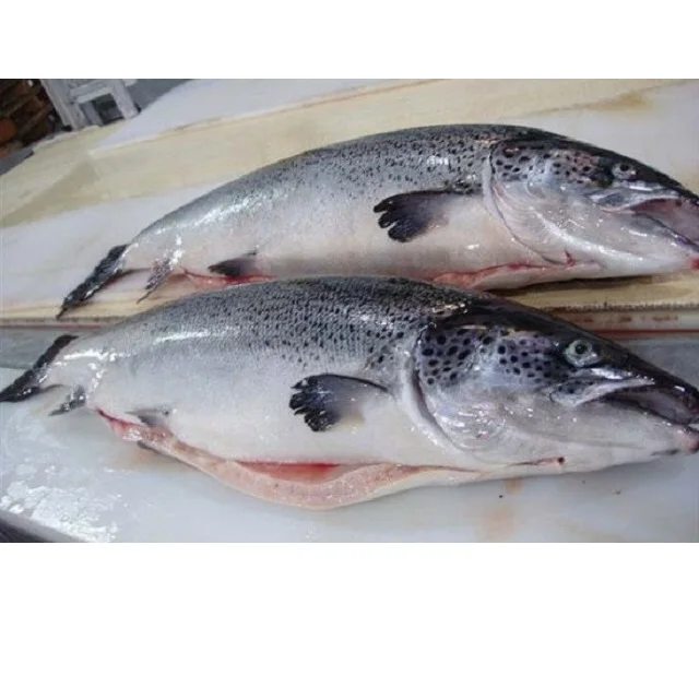 Fresh / Frozen Salmon Fish - Salmon From  Denmark