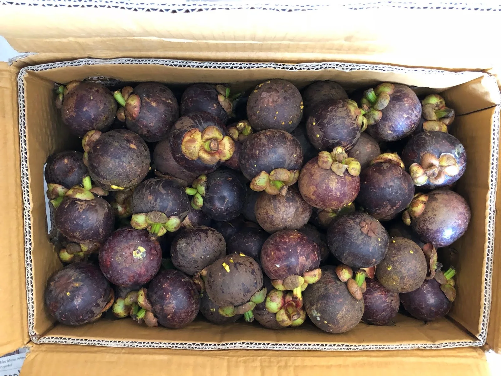 Grade Premium Fresh MANGOSTEEN Fruit from VIETNAM MS KATHY +84 896650714