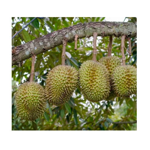  Вкусный сильный запах фруктов со сладким вкусом заварного дуриана для вкуса соленых и сладких десертов