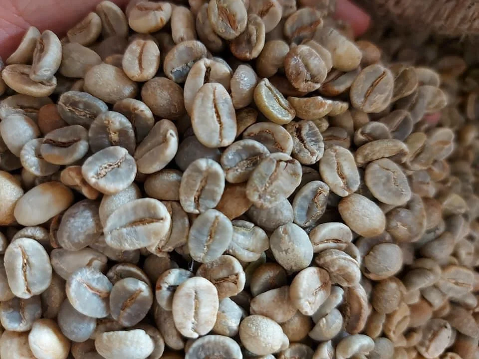 Зеленые кофейные зерна Арабика нежареные (PITA + 8 797987481)