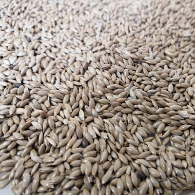 quality canary seeds