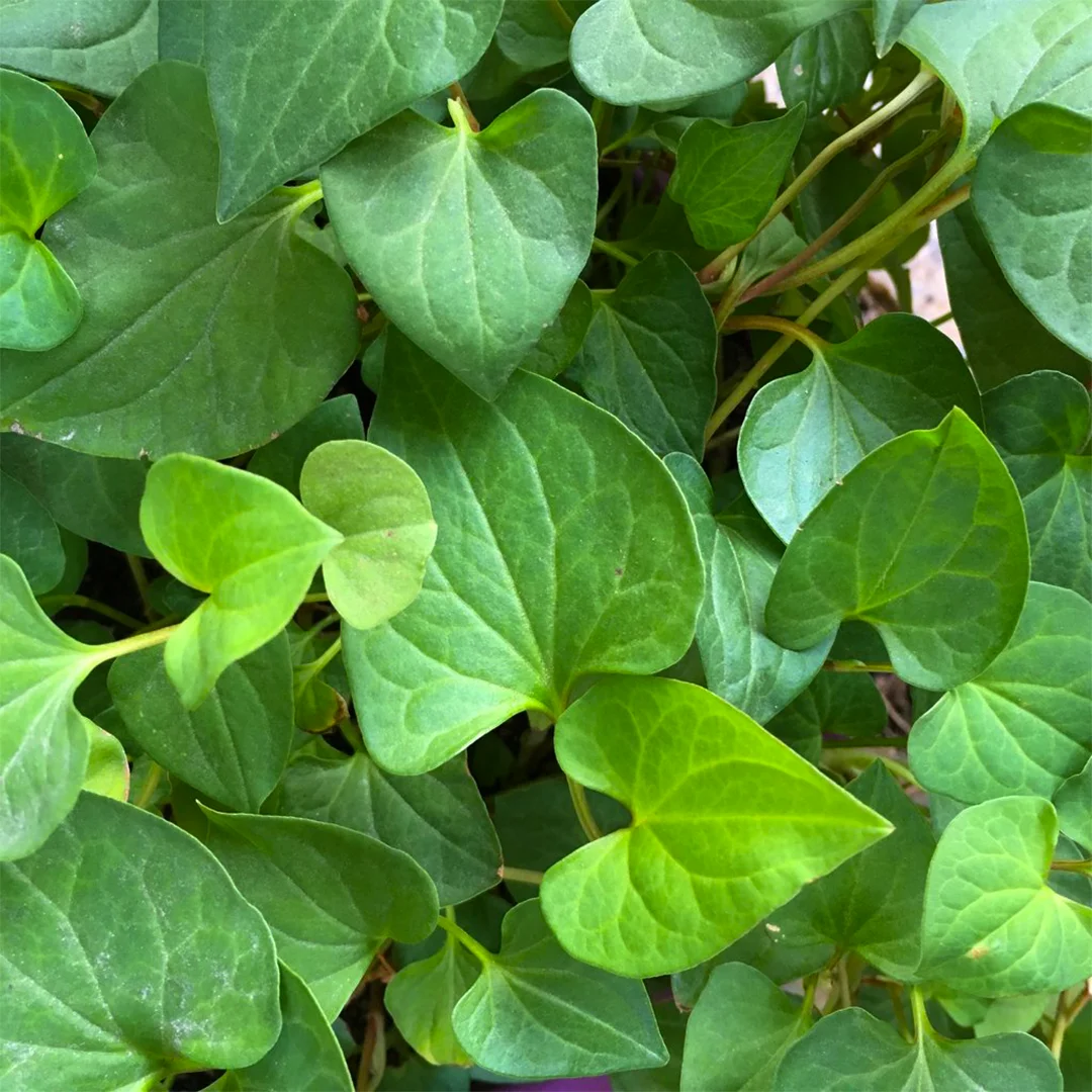 Вьетнамский порошок с экстрактом рыбы и мяты оптовая продажа сертификат HACCP