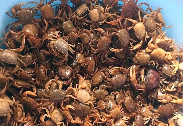 Sale Off 15% | 2021 | Frozen River Crab Whole Size 900gr  | Vietnam Food Export Products | IQF | Cheap Price | Frozen River Crab