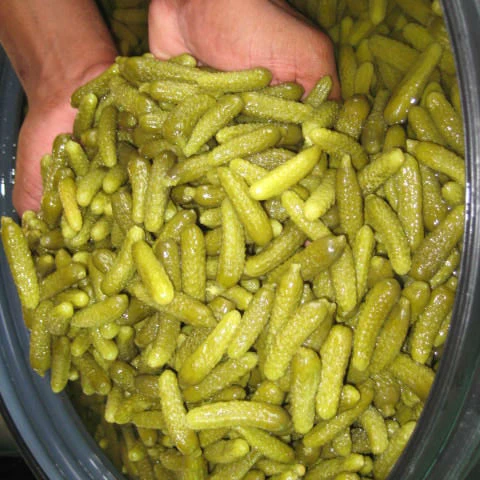 Gherkins in Drums, Gherkins in Brine, Gherkins in Acetic Acid, Gherkins in Vinegar