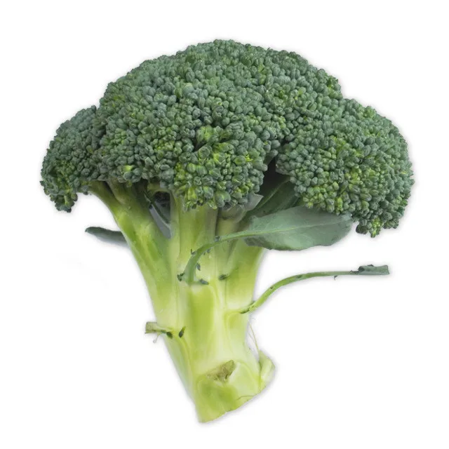 Top Grade IQF Frozen Broccoli Vegetables Fresh Broccoli Price
