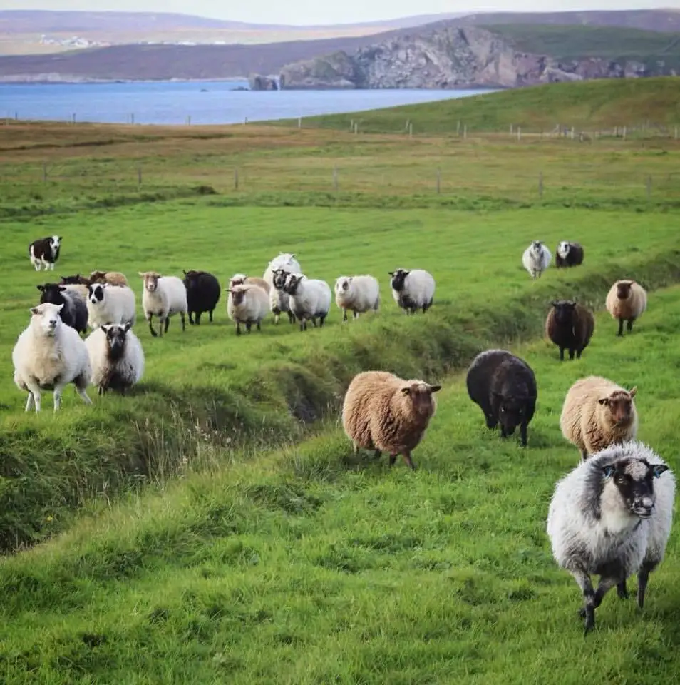 
Strong Healthy Live Georgian sheep for sale worldwide 