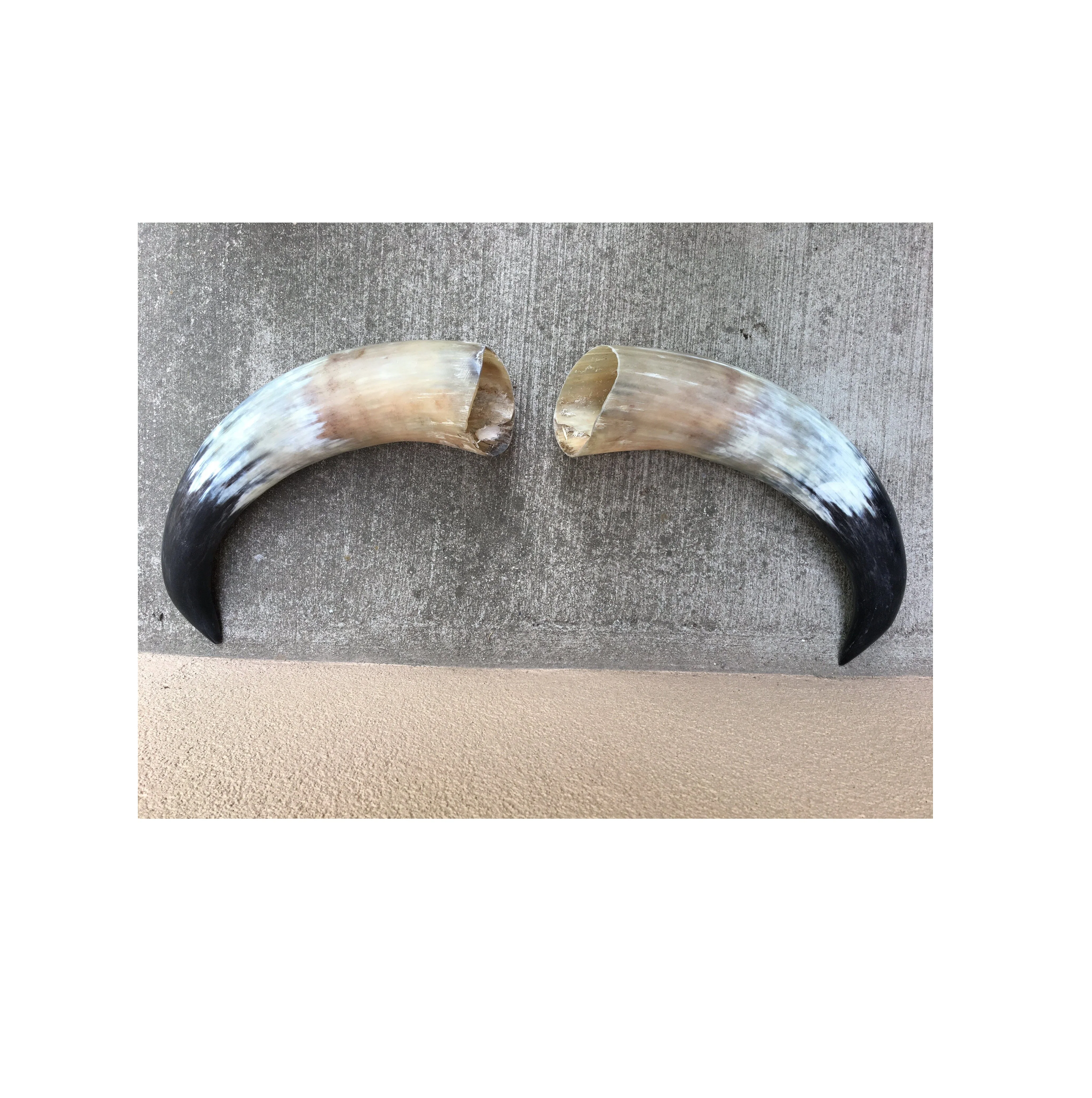 Buffalo Horn for Pair Factory India Handicraft Piece and Best Quality Polished Hot Product