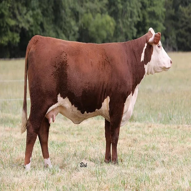 live bull cattle for sale