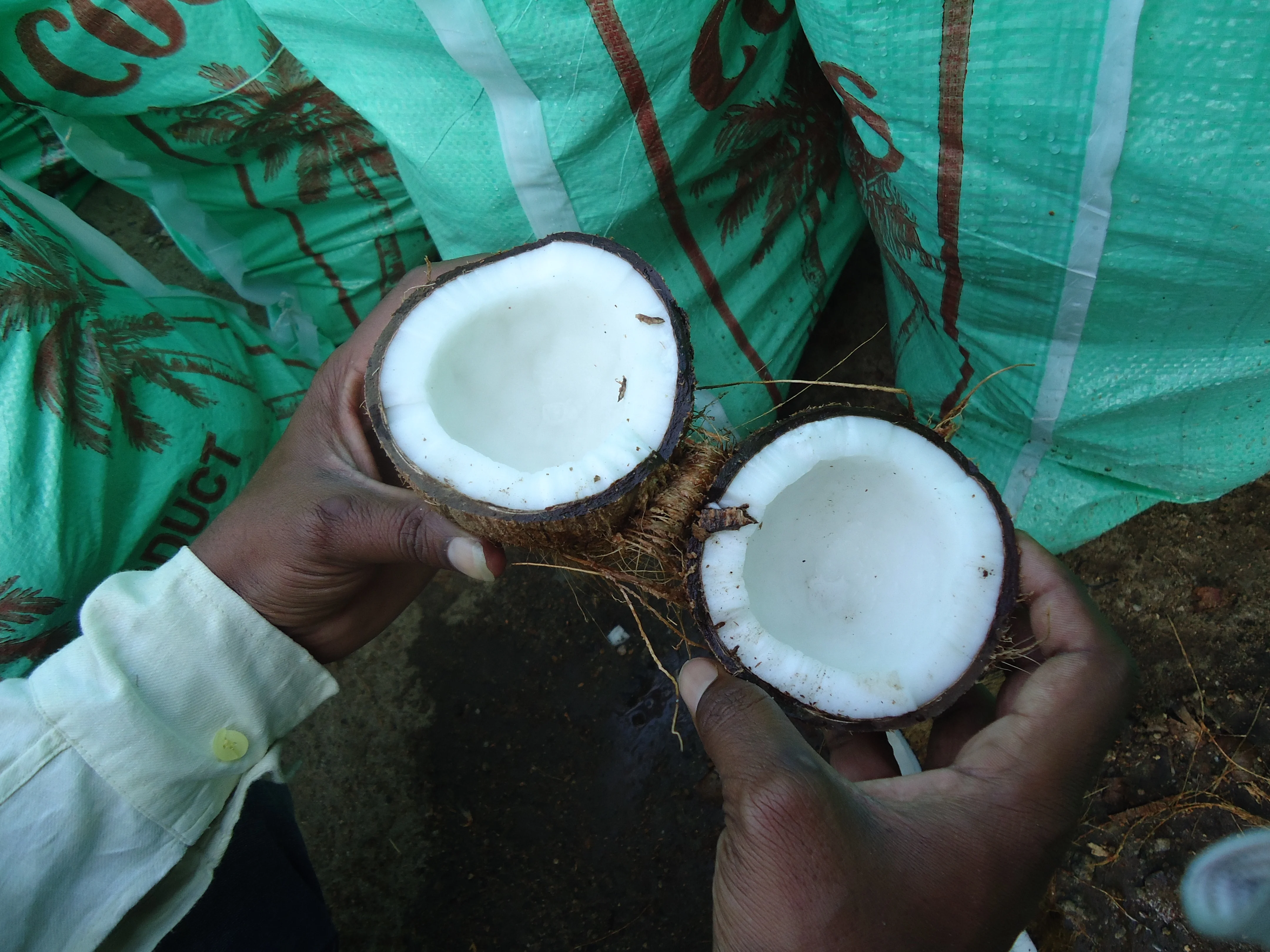  FRESH INDIAN SEMI HUSKED COCONUT FROM INDIA