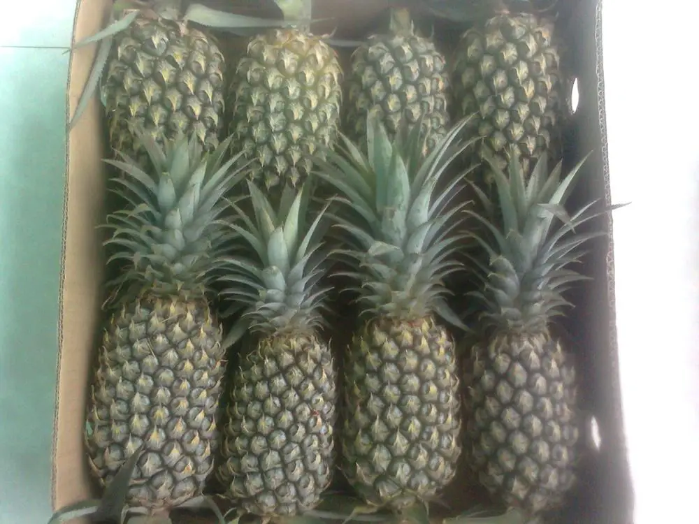 Лучший выбор для свежих ананасов, лучший ананас с сертификацией зазора, картонная упаковка