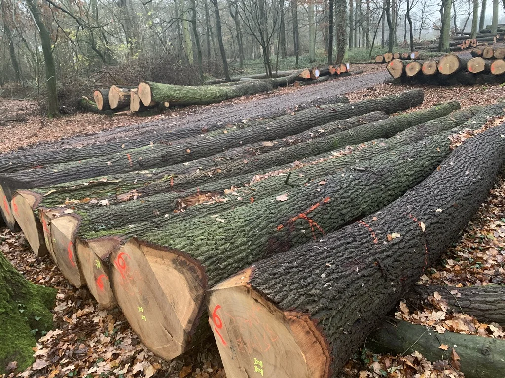 
European White Oak Round Logs 