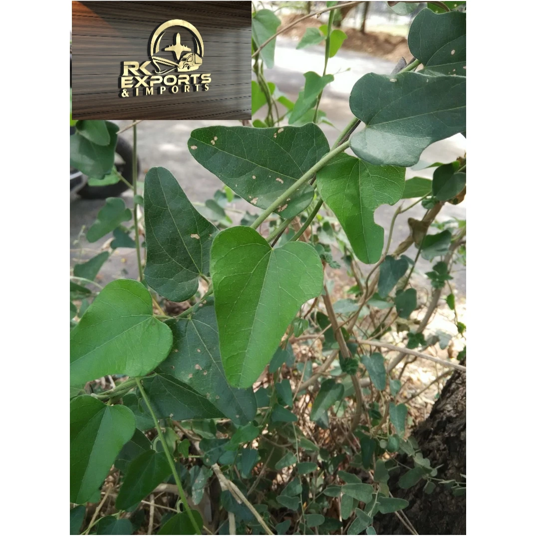 cocculus hirsutus herbal extract/ cocculus hirsutus powder natural wholesale supplier in india at bulk tamilnadu